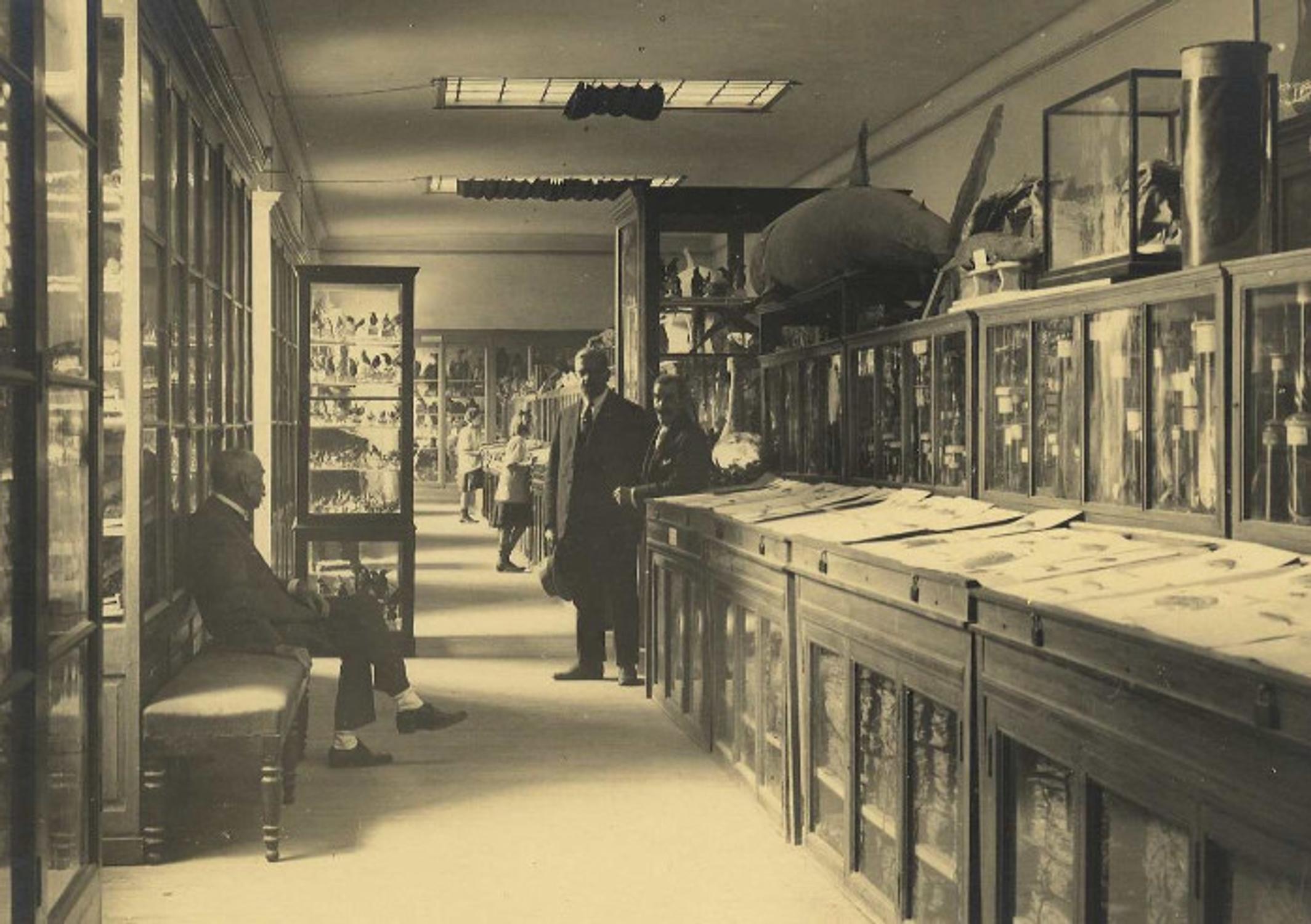 Le Muséum vers 1850